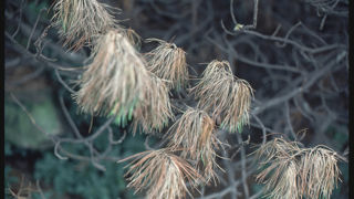Dégâts causés par le nématode du pin Bursaphelenchus xylophilus.